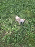 Abby, a female Poodle - Toy  for sale in Neosho, MO – 5 of 5