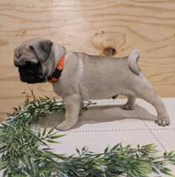 Lux, a male Pug for sale in Bedford, PA – 2 of 3