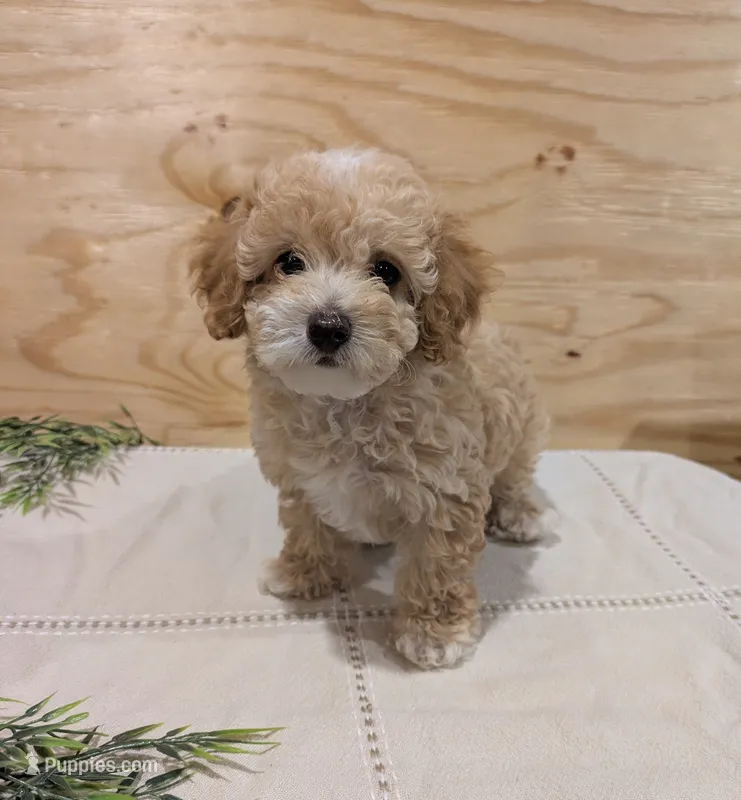 Mia – Poodle - Toy  puppy for sale in Bedford, PA