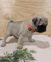 Lux, a male Pug for sale in Bedford, PA – 3 of 3