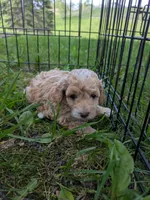 Mia, a female Poodle - Toy  for sale in Bedford, PA – 2 of 2