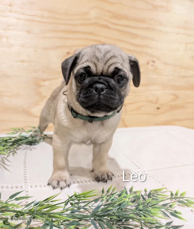 Leo – Pug puppy for sale in Bedford, PA