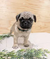 Leo, a male Pug for sale in Bedford, PA – 1 of 4