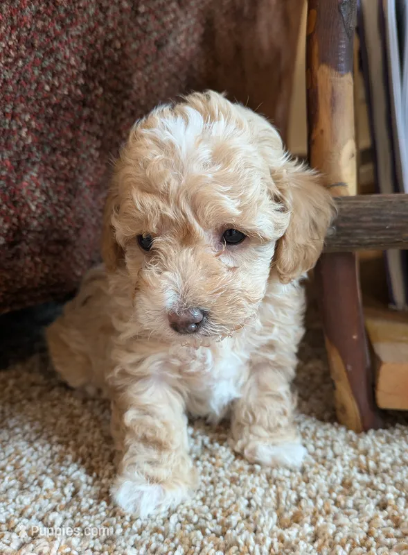 Mia – Poodle - Toy  puppy for sale in Bedford, PA
