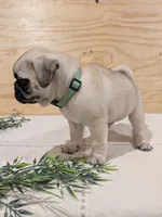 Laker, a male Pug for sale in Bedford, PA – 4 of 4
