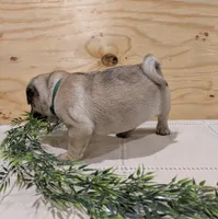 Leo, a male Pug for sale in Bedford, PA – 2 of 4