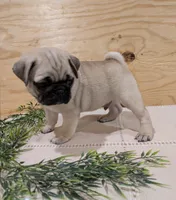 Laker, a male Pug for sale in Bedford, PA – 2 of 4