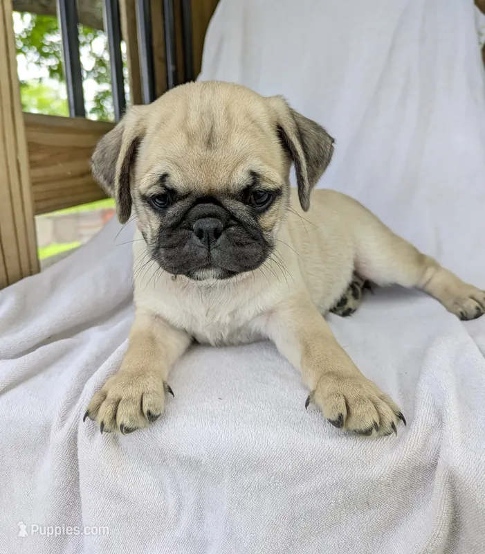 Luna – Pug puppy for sale in Bedford, PA