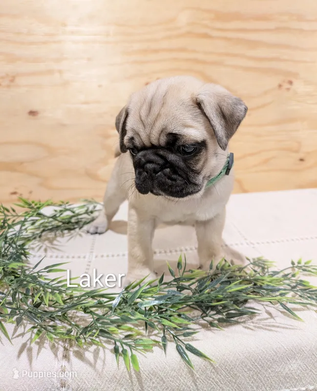 Laker – Pug puppy for sale in Bedford, PA