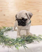 Laker, a male Pug for sale in Bedford, PA – 1 of 4