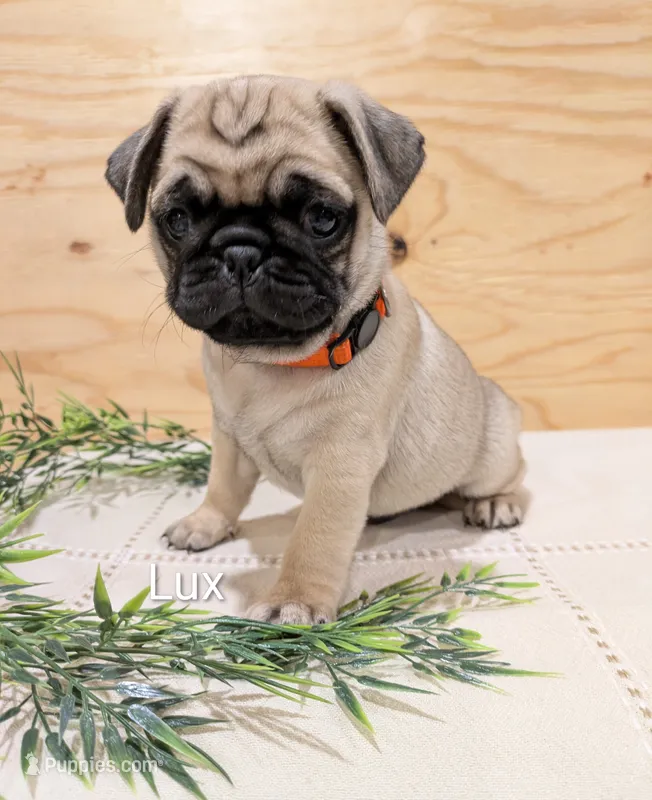 Lux – Pug puppy for sale in Bedford, PA