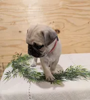 Luna, a female Pug for sale in Bedford, PA – 2 of 2