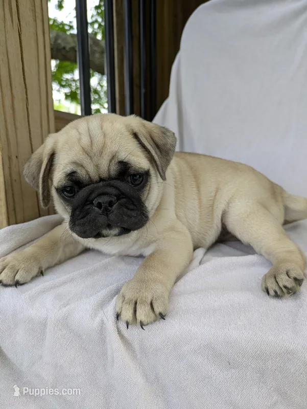Laker – Pug puppy for sale in Bedford, PA