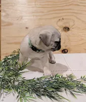 Laker, a male Pug for sale in Bedford, PA – 3 of 4