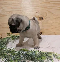 Leo, a male Pug for sale in Bedford, PA – 4 of 4