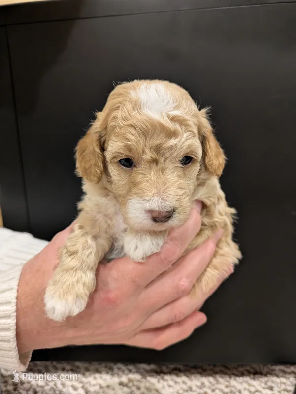 Mia, a female Poodle - Toy  for sale in Bedford, PA – 1 of 2