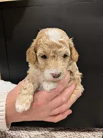 Mia, a female Poodle - Toy  for sale in Bedford, PA – 1 of 2