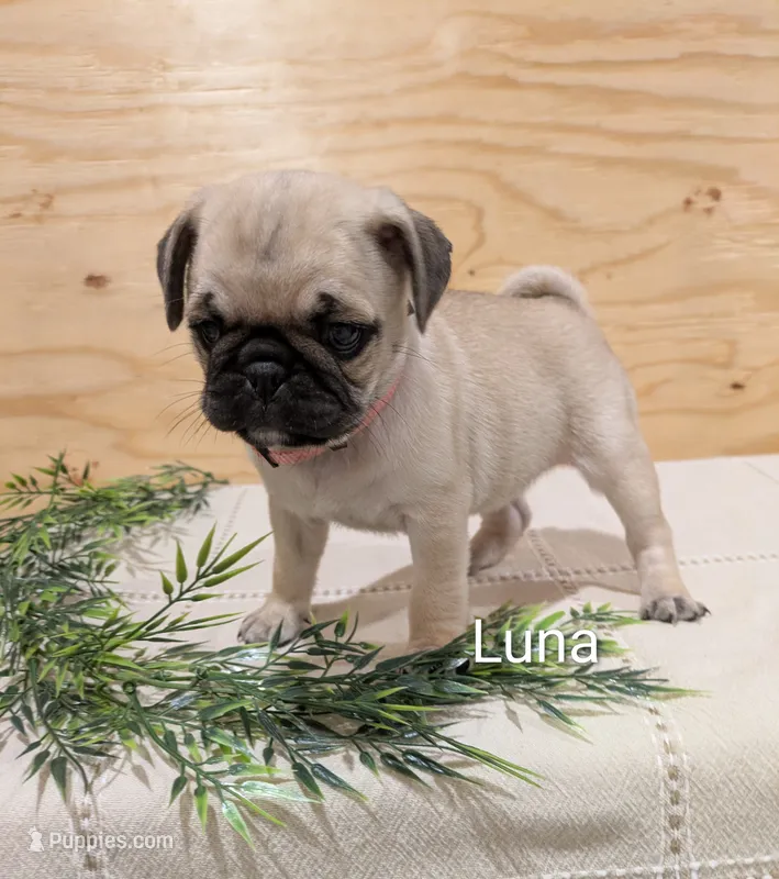 Luna – Pug puppy for sale in Bedford, PA