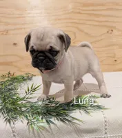Luna, a female Pug for sale in Bedford, PA – 1 of 2