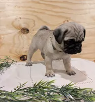 Leo, a male Pug for sale in Bedford, PA – 3 of 4