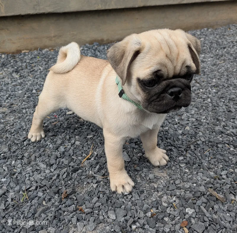 Laker – Pug puppy for sale in Bedford, PA