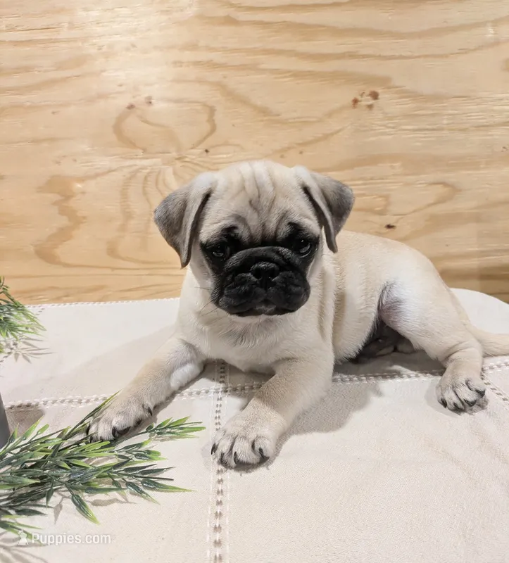 Laker – Pug puppy for sale in Bedford, PA