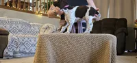 Rose , a female German Shorthaired Pointer for sale in Clear Lake, WI – 9 of 10