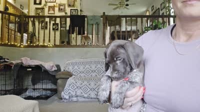 Star, a female German Shorthaired Pointer for sale in Clear Lake, WI – 8 of 8