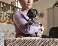 Star, a female German Shorthaired Pointer for sale in Clear Lake, WI – 2 of 8