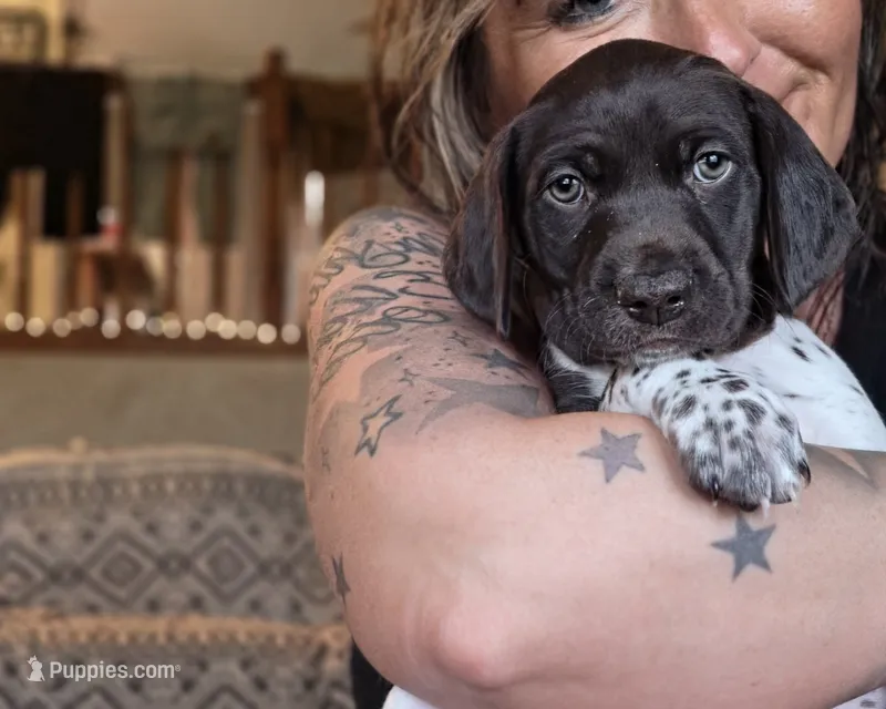 Rose  – German Shorthaired Pointer puppy for sale in Clear Lake, WI