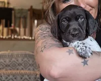 Rose , a female German Shorthaired Pointer for sale in Clear Lake, WI – 1 of 10