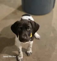 Inez , a female German Shorthaired Pointer for sale in Clear Lake, WI – 1 of 10