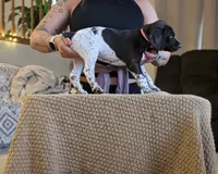 Rose , a female German Shorthaired Pointer for sale in Clear Lake, WI – 5 of 10