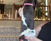 Rose , a female German Shorthaired Pointer for sale in Clear Lake, WI – 3 of 10