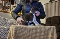 Eddie , a male German Shorthaired Pointer for sale in Clear Lake, WI – 5 of 6