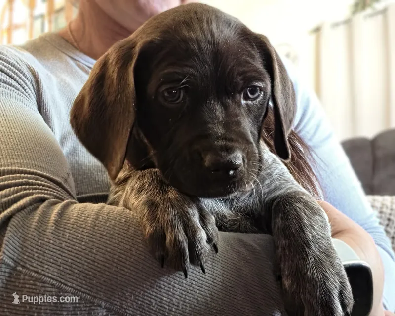 Blanche AKA Barrel  – German Shorthaired Pointer puppy for sale in Clear Lake, WI