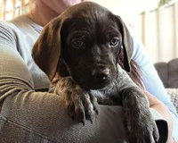 Blanche AKA Barrel , a female German Shorthaired Pointer for sale in Clear Lake, WI – 1 of 7