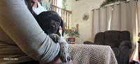 Sofia , a female German Shorthaired Pointer for sale in Clear Lake, WI – 7 of 9