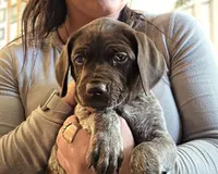 Blanche AKA Barrel , a female German Shorthaired Pointer for sale in Clear Lake, WI – 5 of 7