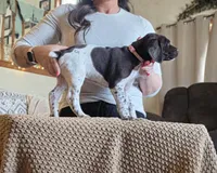 Sofia , a female German Shorthaired Pointer for sale in Clear Lake, WI – 4 of 9