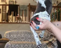 Rose , a female German Shorthaired Pointer for sale in Clear Lake, WI – 2 of 10