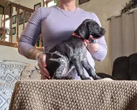 Star, a female German Shorthaired Pointer for sale in Clear Lake, WI – 5 of 8