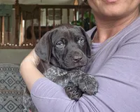 Star, a female German Shorthaired Pointer for sale in Clear Lake, WI – 3 of 8