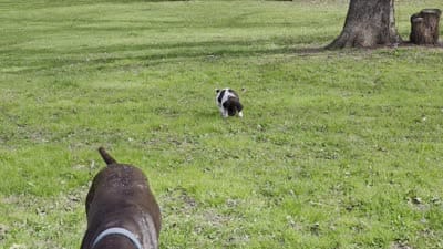 Sofia , a female German Shorthaired Pointer for sale in Clear Lake, WI – 8 of 9