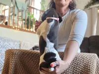Sofia , a female German Shorthaired Pointer for sale in Clear Lake, WI – 3 of 9