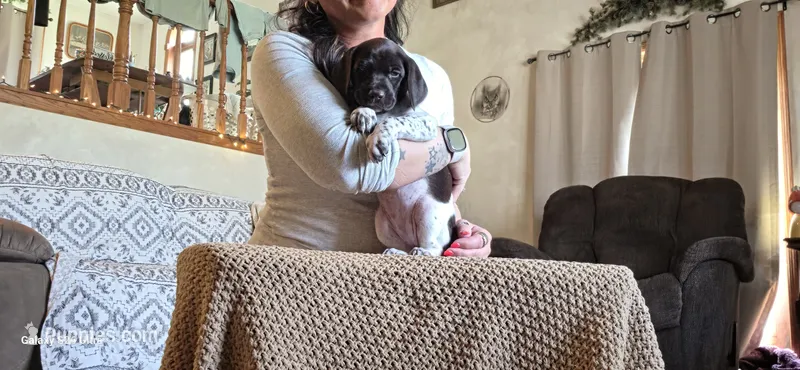 Sofia  – German Shorthaired Pointer puppy for sale in Clear Lake, WI