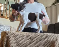 Sofia , a female German Shorthaired Pointer for sale in Clear Lake, WI – 5 of 9