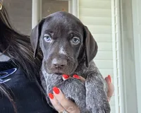 Dash , a male German Shorthaired Pointer for sale in Clear Lake, WI – 4 of 5