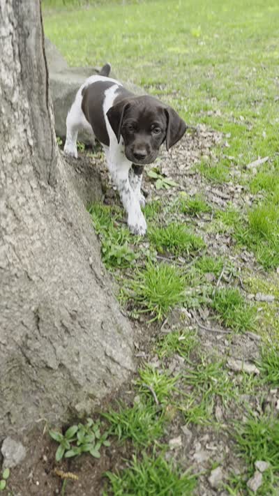 Rose , a female German Shorthaired Pointer for sale in Clear Lake, WI – 10 of 10