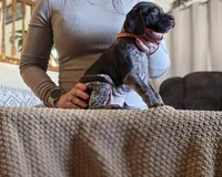 Blanche AKA Barrel , a female German Shorthaired Pointer for sale in Clear Lake, WI – 2 of 7